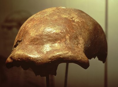 Cranio di un Neanderthal da Prehistoric