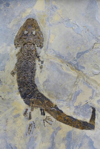 Impronta fossile di Sclerocephalus sp, anfibio del Permiano da Prehistoric Prehistoric