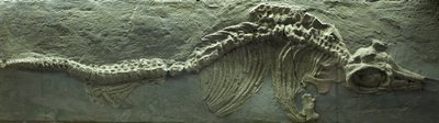 Fossile di ittiosauro, periodo giurassico (Lias) da Prehistoric Prehistoric