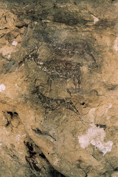 Arte rupestre mesolitica: Cervi e capre (8000-7000 a.C.), Spagna, Bicorp, Grotta La Arana da Prehistoric Prehistoric