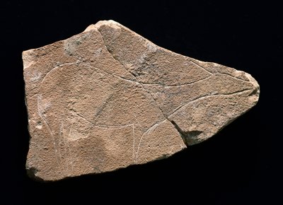 Petroglifo che rappresenta un cervo, Grotta di Parpallo, Spagna. Paleolitico superiore, Solutreano da Prehistoric Prehistoric