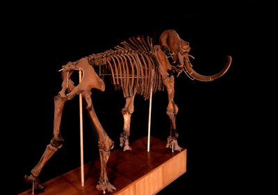 Preistoria, dinosauro: scheletro di mammut, Parigi, museo di storia naturale da Prehistoric Prehistoric