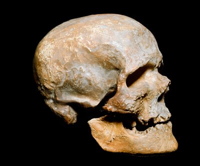 Preistoria: cranio fossile dell