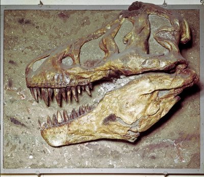 Preistoria: cranio di dinosauro Tyrannosaurus rex (T Rex o tirannosauro) da Prehistoric Prehistoric