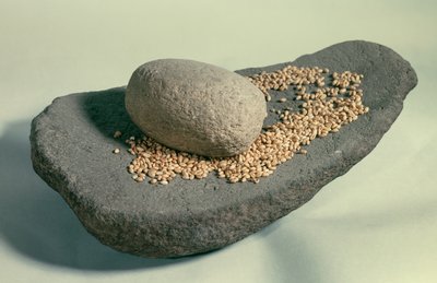 Preistoria: Ruota dormiente con grani (Periodo Neolitico). Francia. Saint Germain En Laye, Museo delle Antichità da Prehistoric Prehistoric
