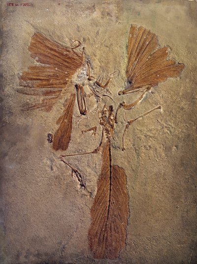 Preistoria: fossile di archeopteryx, animale preistorico della famiglia degli uccelli da Prehistoric Prehistoric