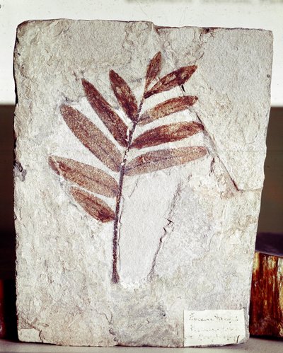 Preistoria: fossile di ramo in calcare dal sito di Monte Bolca (Italia). Periodo Eocene da Prehistoric Prehistoric