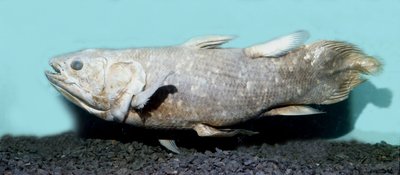 Preistoria: copia di celacanto imbalsamato (Latimeria chalumnae) da Prehistoric Prehistoric