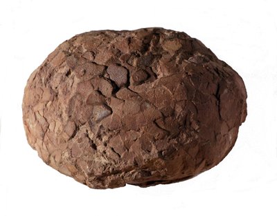 Preistoria: uovo di dinosauro trovato in Provenza. Era mesozoica, periodo giurassico da Prehistoric Prehistoric