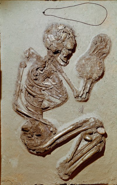 Preistoria: scheletro femminile risalente al Neolitico superiore. Cultura di Chiozza. 2900-2700 a.C. Reggio Emilia, Musei Civici, Museo Chierici, Italia da Prehistoric Prehistoric