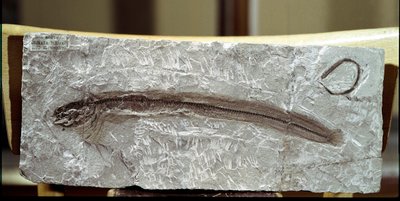 Preistoria: fossile di pesce Eomirus Formosissimus dal sito di Monte Bolca (Italia). Periodo Eocene. Museo civico di storia naturale, Milano da Prehistoric Prehistoric