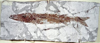 Preistoria: fossile di pesce Sphyraena Bolcensis dal sito di Monte Bolca (Italia) da Prehistoric Prehistoric