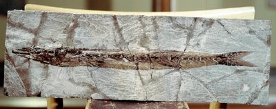 Preistoria: fossile di pesce Sphyraena Bolcensis dal sito di Monte Bolca (Italia). Periodo Eocene. Museo civico di storia naturale, Milano da Prehistoric Prehistoric