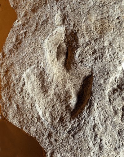 Preistoria: impronta fossile di dinosauro. Era mesozoica, periodo giurassico. trovata nell