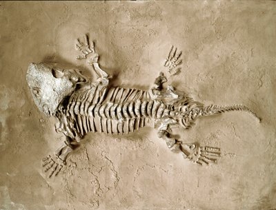 Preistoria: fossile di anfibio rettile Seymouria Bayolorensis dal Texas, Stati Uniti. Periodo Permiano da Prehistoric Prehistoric