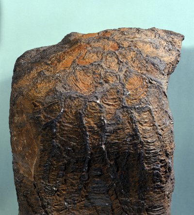 Preistoria: fossile di Stromatolite, roccia marina, era archeozoica. Trovato in Mauritania da Prehistoric Prehistoric