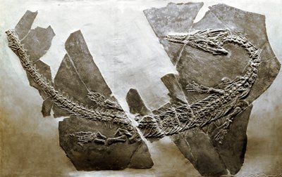 Preistoria: fossile del rettile acquatico Askeptosaurus italicus da Besano (Italia) da Prehistoric Prehistoric