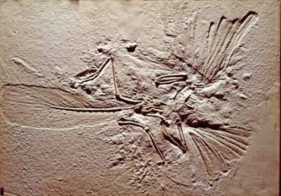 Preistoria: fossile dell