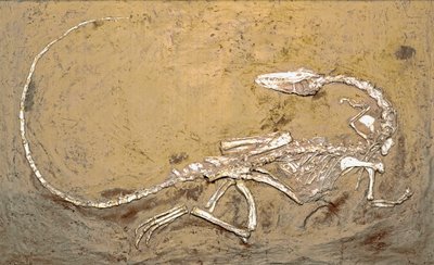 Preistoria: fossile del dinosauro Coelophysis da Prehistoric Prehistoric