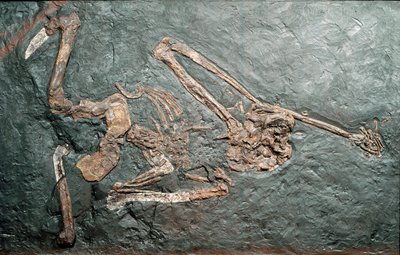 Preistoria: fossile del grande primate Oreopithecus bambolii dal Monte Bamboli (Grosseto). Era Miocene. Museo civico di storia naturale, Milano da Prehistoric Prehistoric
