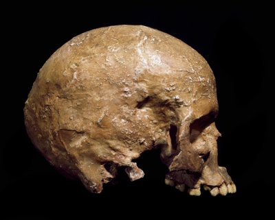 Preistoria: cranio fossile di Homo sapiens da Grimaldi. Cultura dell