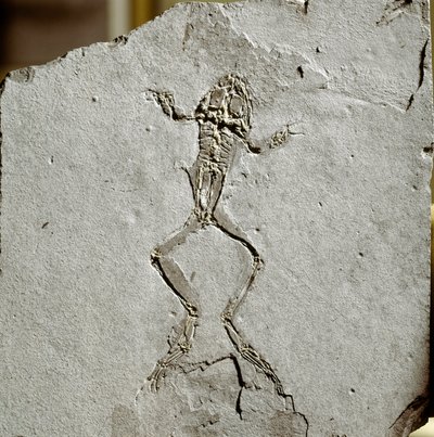 Preistoria: fossile di rana dal sito di Pueyoi da Tervel in Spagna da Prehistoric Prehistoric