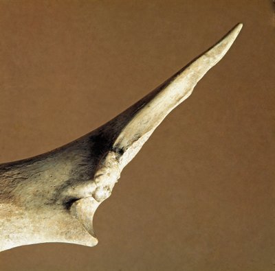Preistoria: coltello fatto di ulna di bue dalla Necropoli di Arene Candide, Liguria. Neolitico inferiore da Prehistoric Prehistoric