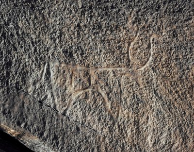 Preistoria, arte rupestre: rappresentazione su roccia di un bovino. Stile Tazina. Età della pietra 5000-2000 a.C. Taghit, Haut plateau du Hoggar (Ahaggar), Algeria da Prehistoric Prehistoric