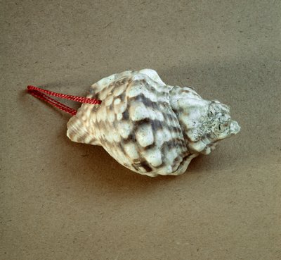 Preistoria: conchiglia di Triton nodifer forata, usata come fischietto dalla necropoli delle Arene Candide (Finale Ligure), Liguria. Neolitico medio, Età della Pietra. Genova, Museo di Archeologia Ligure da Prehistoric Prehistoric