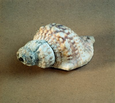 Preistoria: conchiglia di Triton nodifer perforata, usata come fischietto dalla necropoli di Arene Candide (Finale Ligure), Liguria. Neolitico medio, Età della Pietra. Genova, museo di archeologia ligure da Prehistoric Prehistoric
