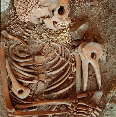 Preistoria: scheletro e corredo funerario di adolescenti detto del giovane principe dalla grotta delle Arene Candide (Finale Ligure): collana di conchiglie, corno di cervo e selce. Età della Pietra, Paleolitico superiore. Genova, Museo di Archeologia Ligur da Prehistoric Prehistoric