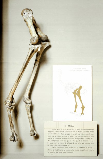 Preistoria: scheletro delle zampe del Moa Dinornis, uccelli fossili giganti della Nuova Zelanda che non volano da Prehistoric Prehistoric