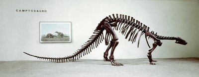 Preistoria: scheletro del dinosauro camptosauro (Camptosaurus Browni) da Prehistoric Prehistoric