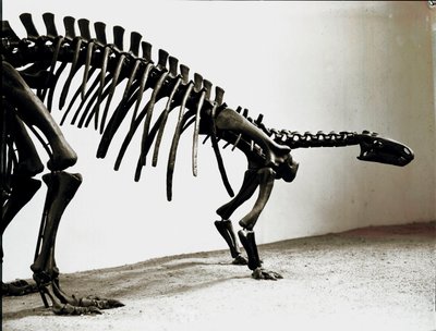 Preistoria: scheletro del dinosauro camptosauro (Camptosaurus Browni). Periodo Giurassico Superiore da Prehistoric Prehistoric