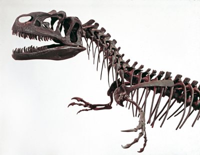 Preistoria: scheletro del dinosauro Allosaurus fragilis. Periodo Giurassico Superiore. Museo civico di storia naturale, Milano da Prehistoric Prehistoric