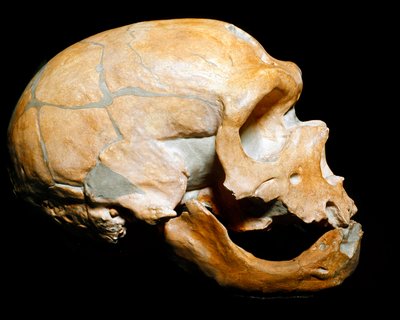 Preistoria: cranio dell