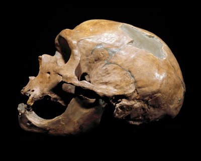 Preistoria: cranio dell