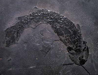 Preistoria: specie di fossile Gyroptichus, era paleozoica, periodo devoniano. Trovato in Scozia da Prehistoric Prehistoric