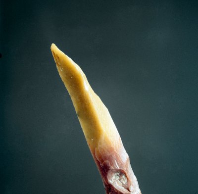 Preistoria: punta di selce dalla necropoli delle Arene Candide (Finale Ligure), Liguria. Paleolitico superiore, Età della Pietra. Genova, Museo di Archeologia Ligure da Prehistoric Prehistoric