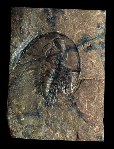 Preistoria: trilobite fossile di Olenellus (artropode). Età del Paleozoico, periodo del Cambriano. Ritrovamento in Utah, Stati Uniti da Prehistoric Prehistoric