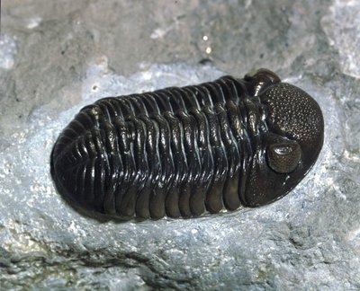 Preistoria: fossile di trilobite Phacops Rana (artropode). Età del Paleozoico, periodo del Devoniano. Ritrovamento in Ohio, Stati Uniti da Prehistoric Prehistoric