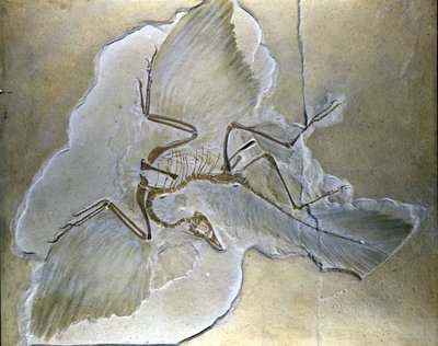 Gli uccelli primitivi erano chiamati Archaeopteryx. Fossili completi sono stati trovati in Baviera, nelle scisti del Giurassico superiore da Prehistoric Prehistoric