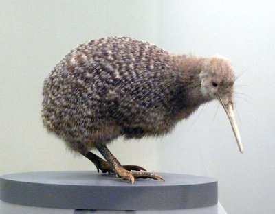 Esemplare di uccello kiwi impagliato (apterygidi), incapace di volare. Museo di Auckland, Nuova Zelanda da Prehistoric Prehistoric