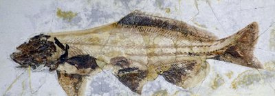 Impronta fossile di storione, Cretaceo inferiore (oggetto) da Prehistoric Prehistoric