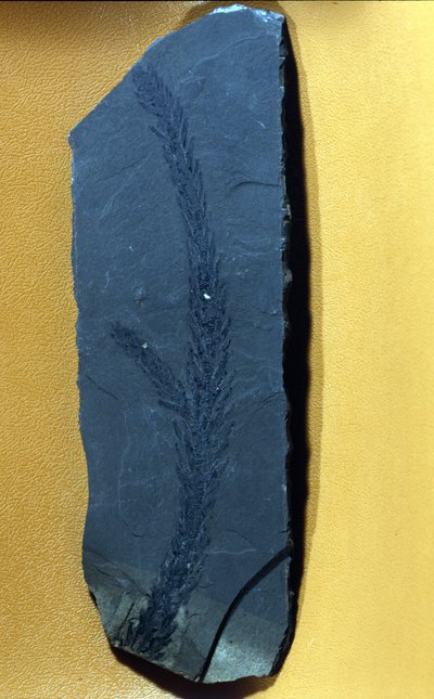 Preistoria: Glyptolepsis keuperiana, fossile di conifera del periodo triassico superiore, era mesozoica da Prehistoric Prehistoric