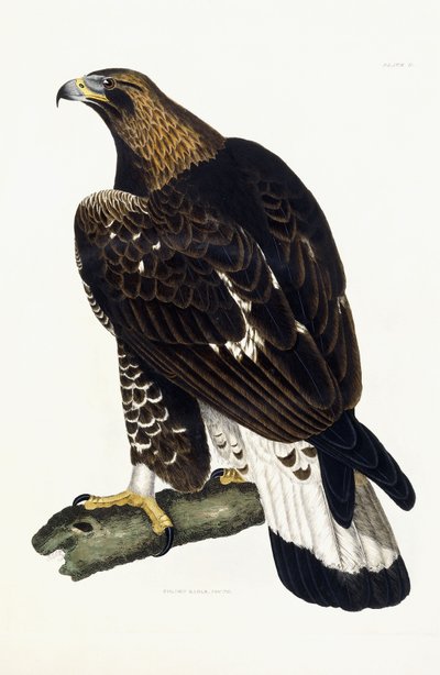 Un giovane aquila reale da Prideaux John Selby