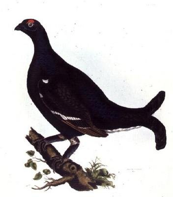 Gallo cedrone, da 