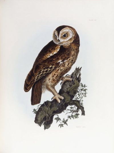 Gufo comune, 1841 da Prideaux John Selby