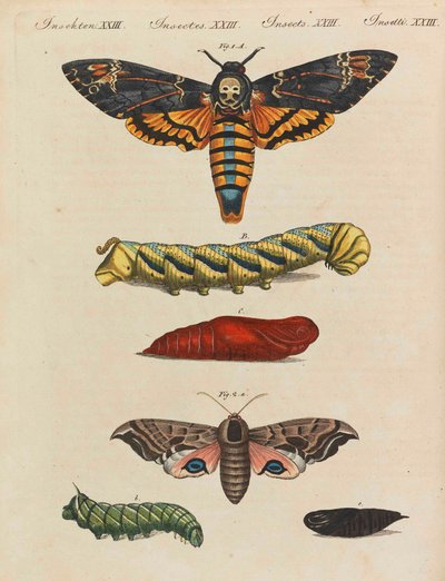 Libro illustrato per bambini, enciclopedia per bambini di Friedrich Johann Justin Bertuch, 1798-1830 da Pupils of the Weimar Princely Free