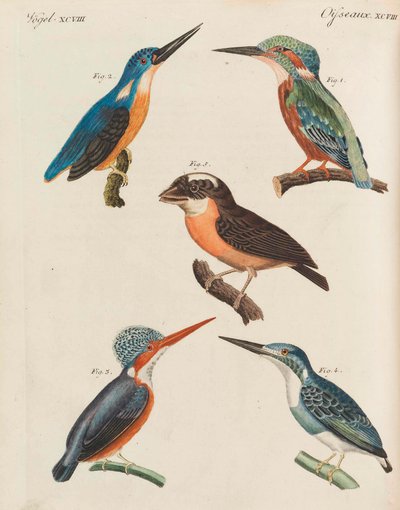Libro Illustrato per Bambini Enciclopedia per Bambini di Friedrich Johann Justin Bertuch, 1798-1830 da Pupils of the Weimar Princely Free